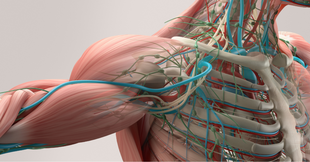 3D anatomical illustration of the human upper body showing muscles, bones, blood vessels, and nerves in the shoulder, chest, and arm.